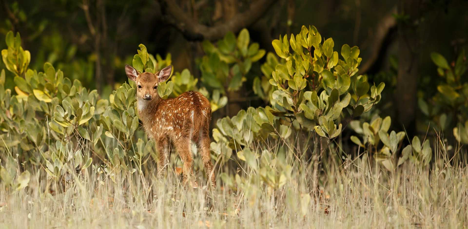 The Sundarbans