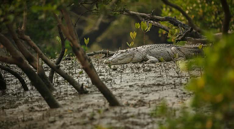 The Bangladesh Loop | Luxury Bangladesh Itinerary | Remote Lands