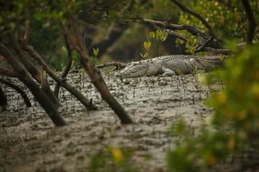 The Bangladesh Loop: From Dhaka to the Sundarbans