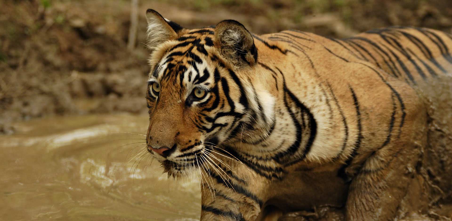 Ranthambhore