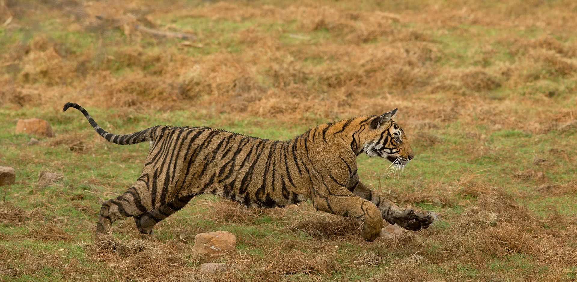 Ranthambhore