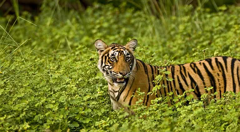 In Search of the Royal Bengal Tiger: India's National Parks by Private Jet