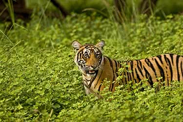 In Search of the Royal Bengal Tiger: India's National Parks by Private Jet