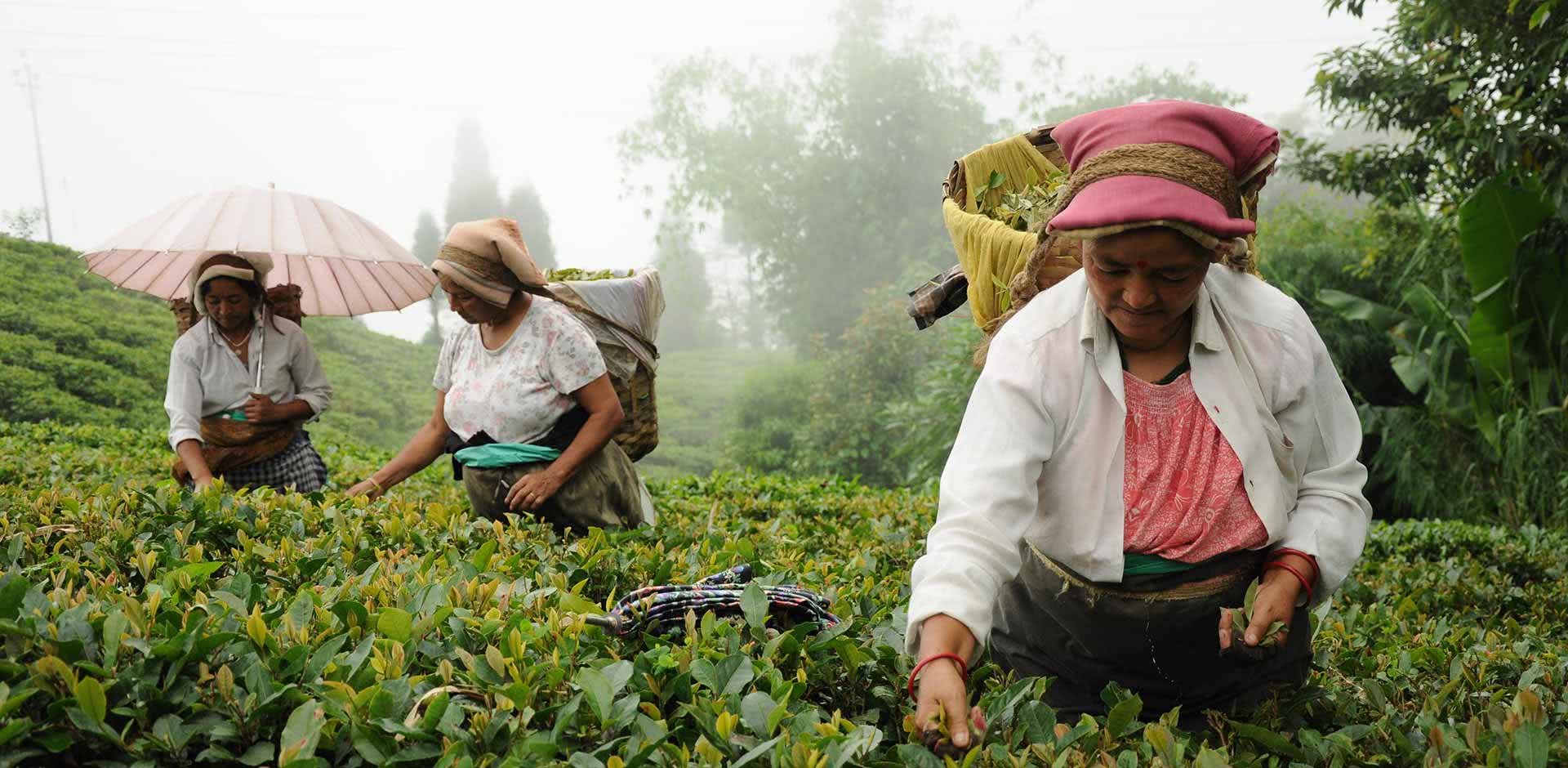 Darjeeling