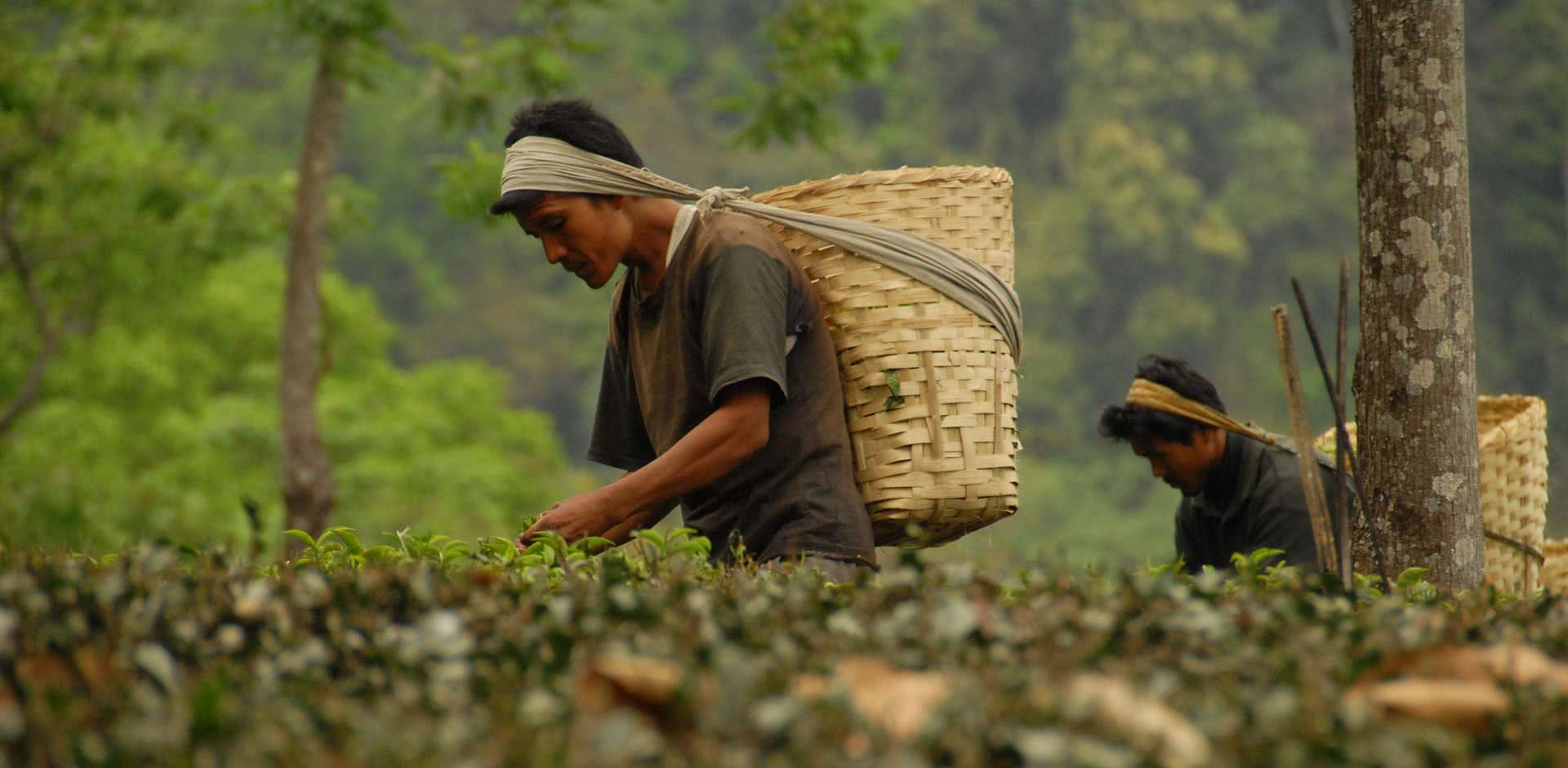 Darjeeling