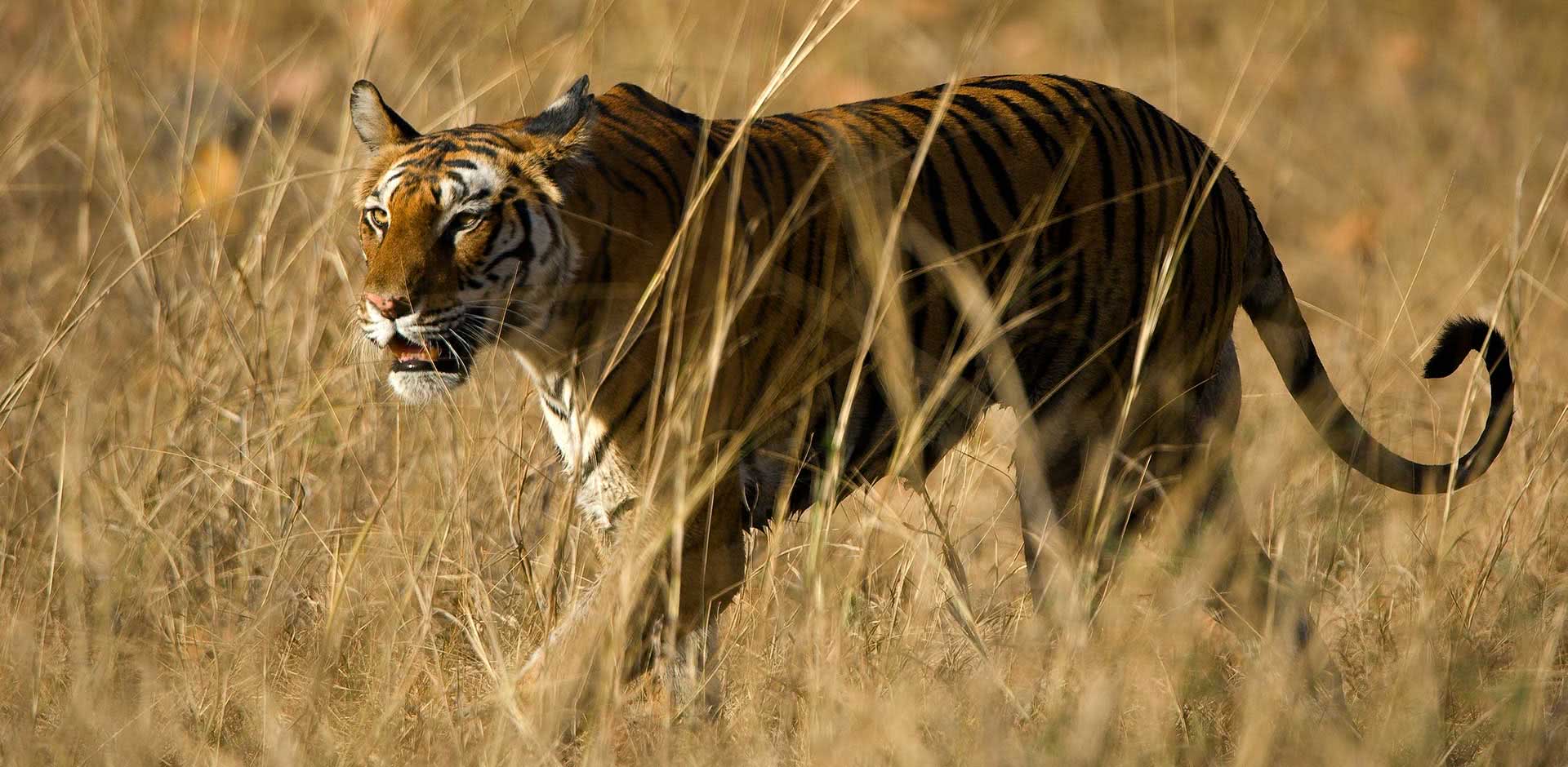 Bandhavgarh National Park