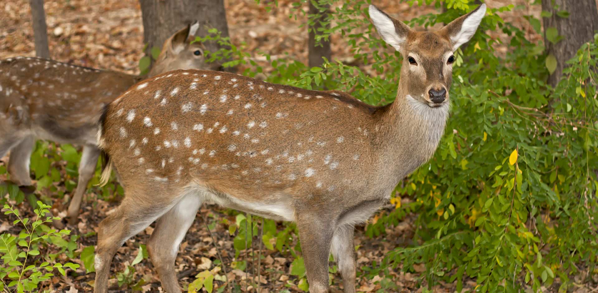 Bandhavgarh National Park