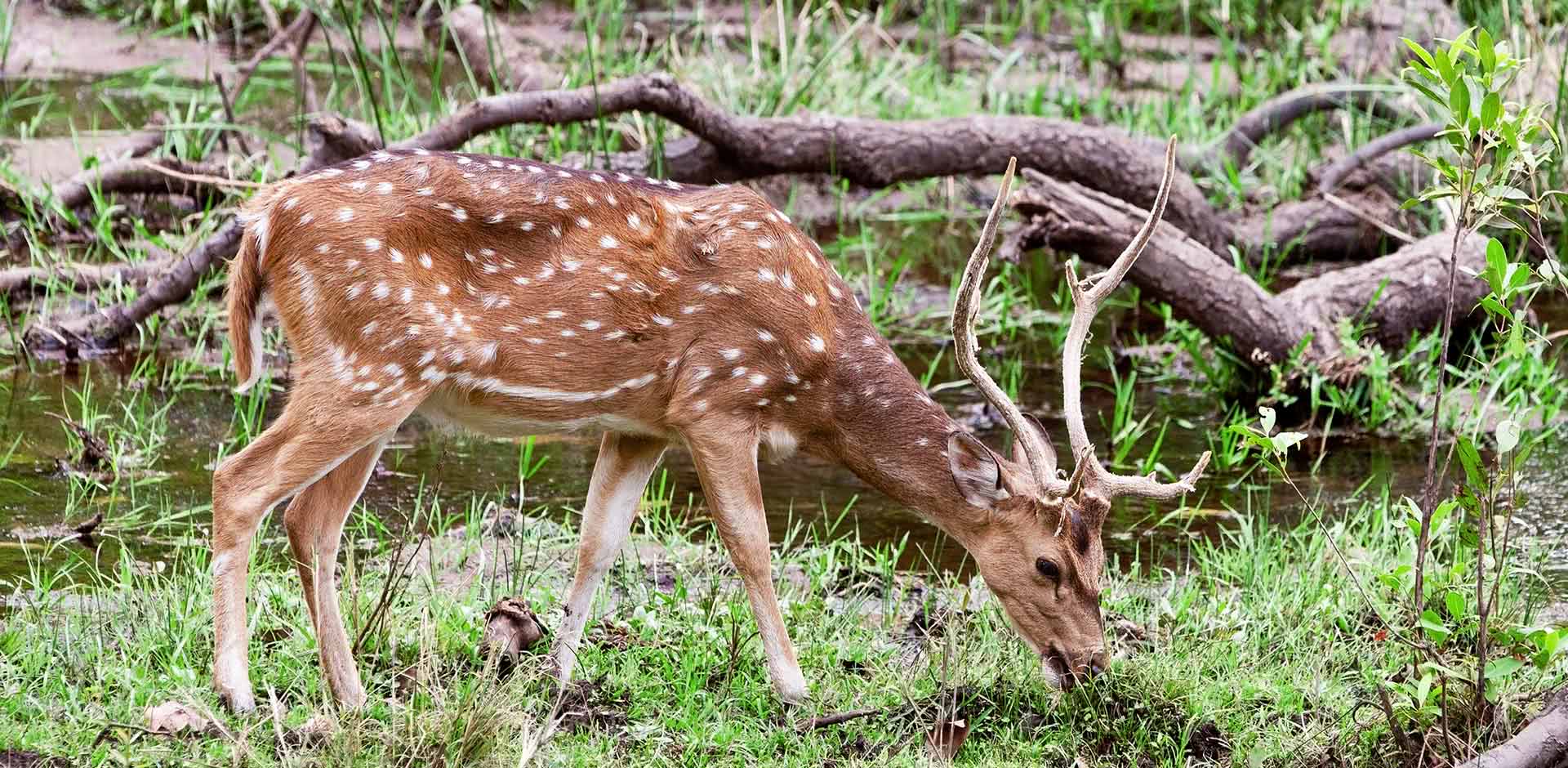 Bandhavgarh National Park