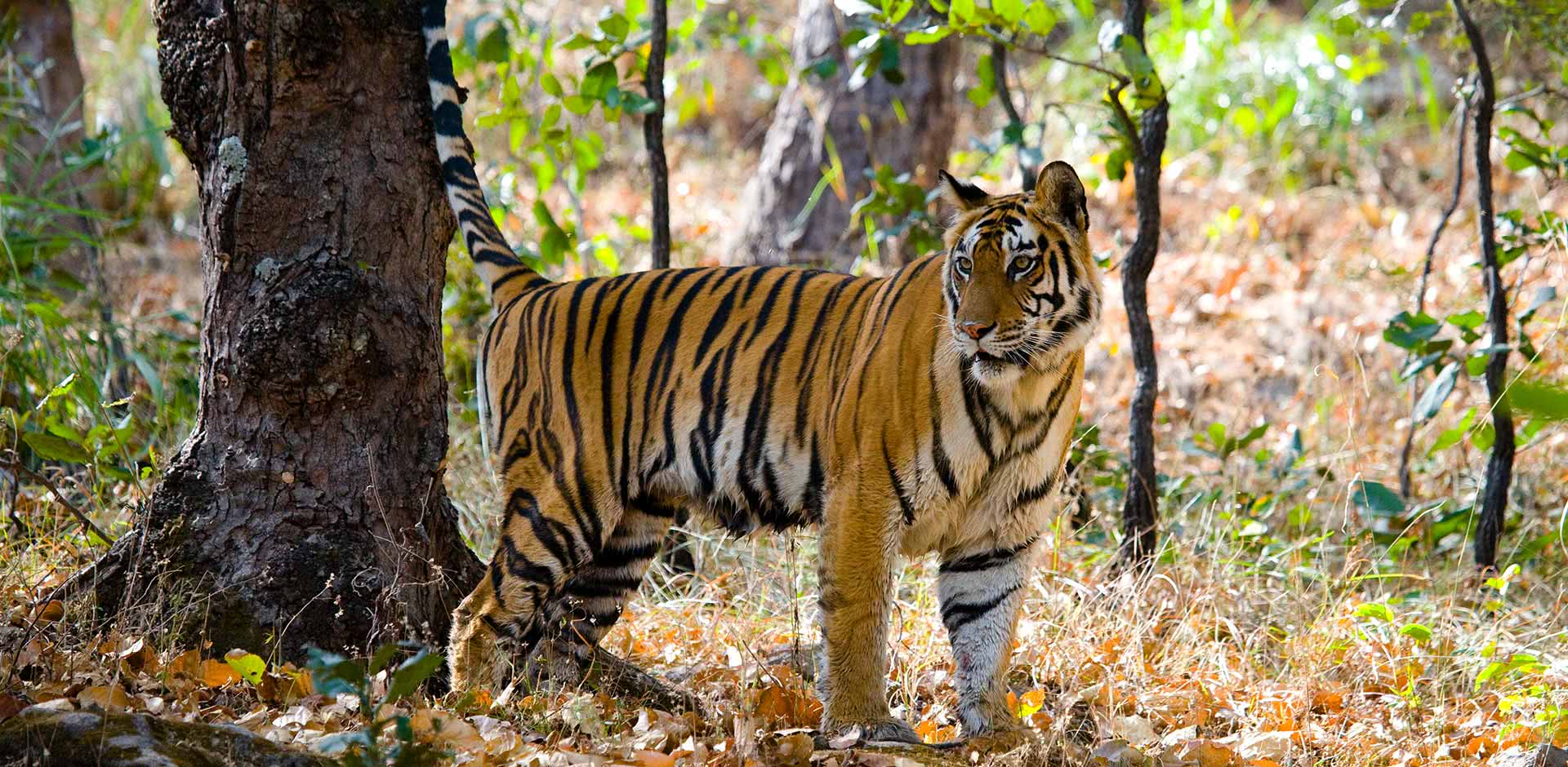 Bandhavgarh National Park