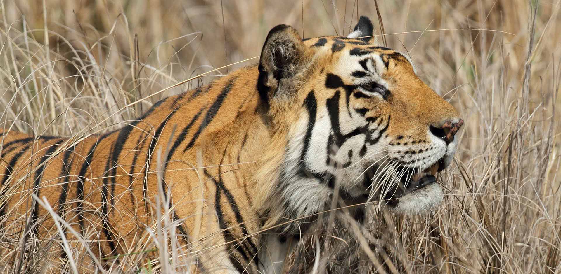 Kanha National Park