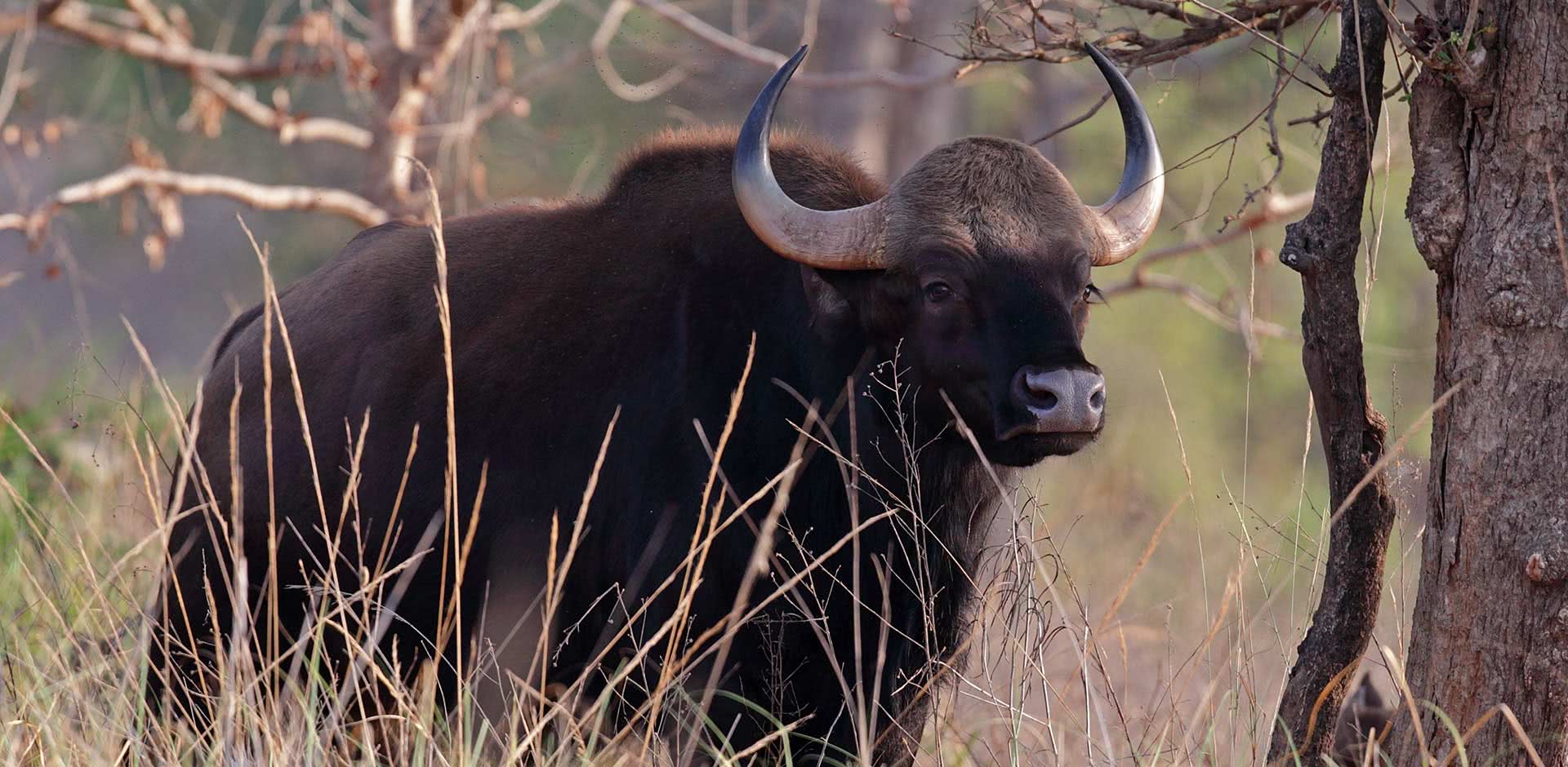 Kanha National Park