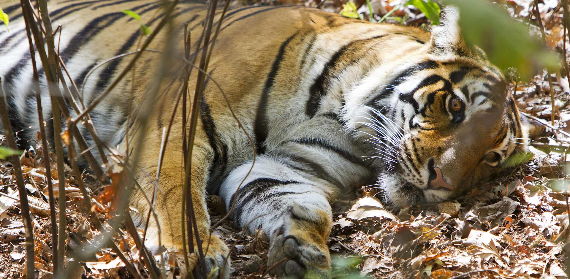 Kanha National Park