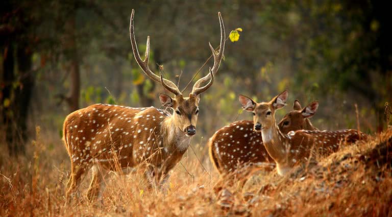 Culture and Wilderness: Glamping in Central India