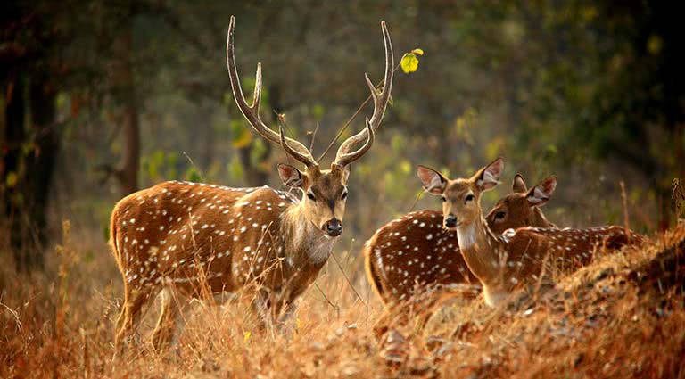 Culture and Wilderness: Glamping in Central India 