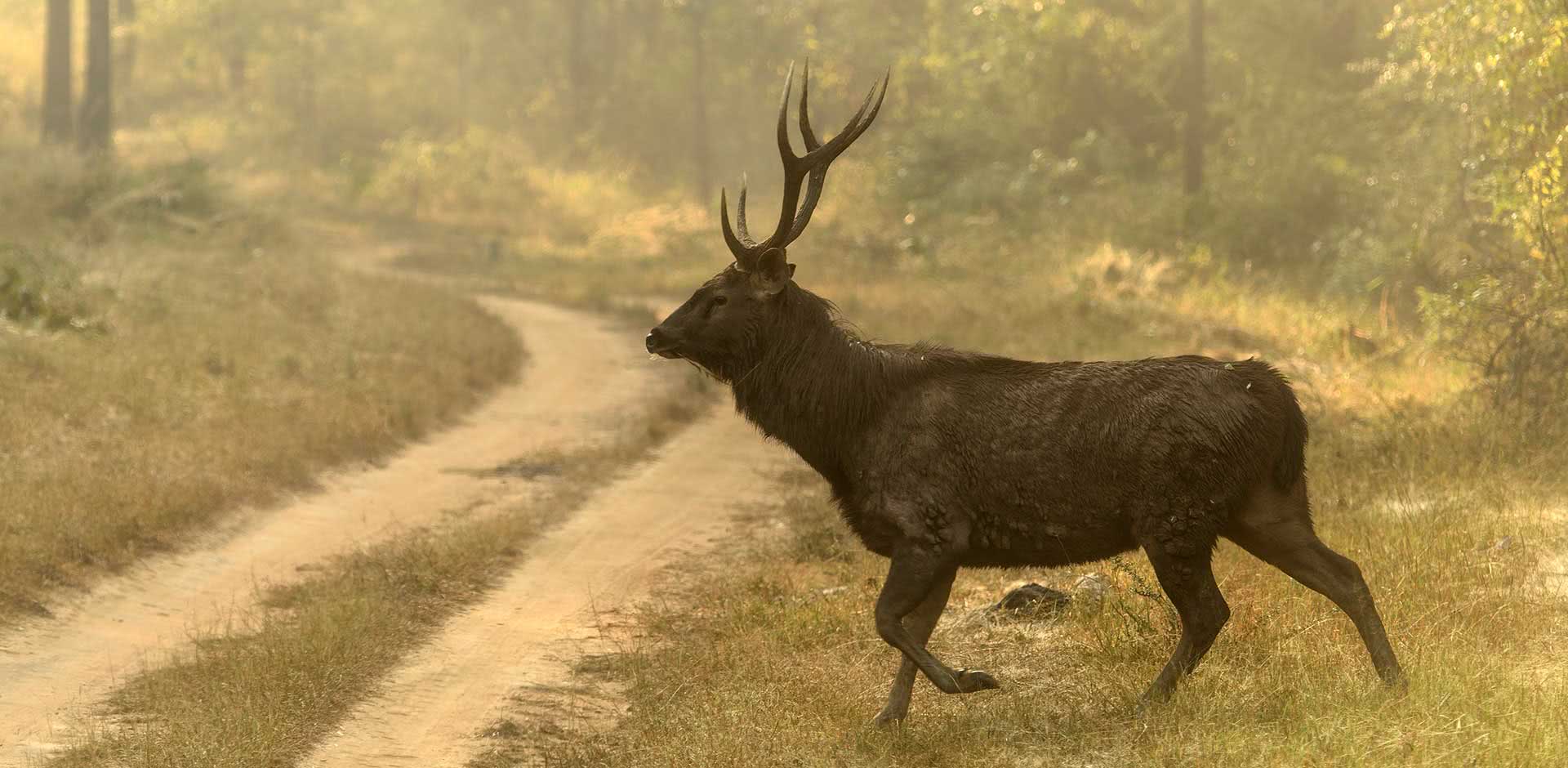 Satpura National Park