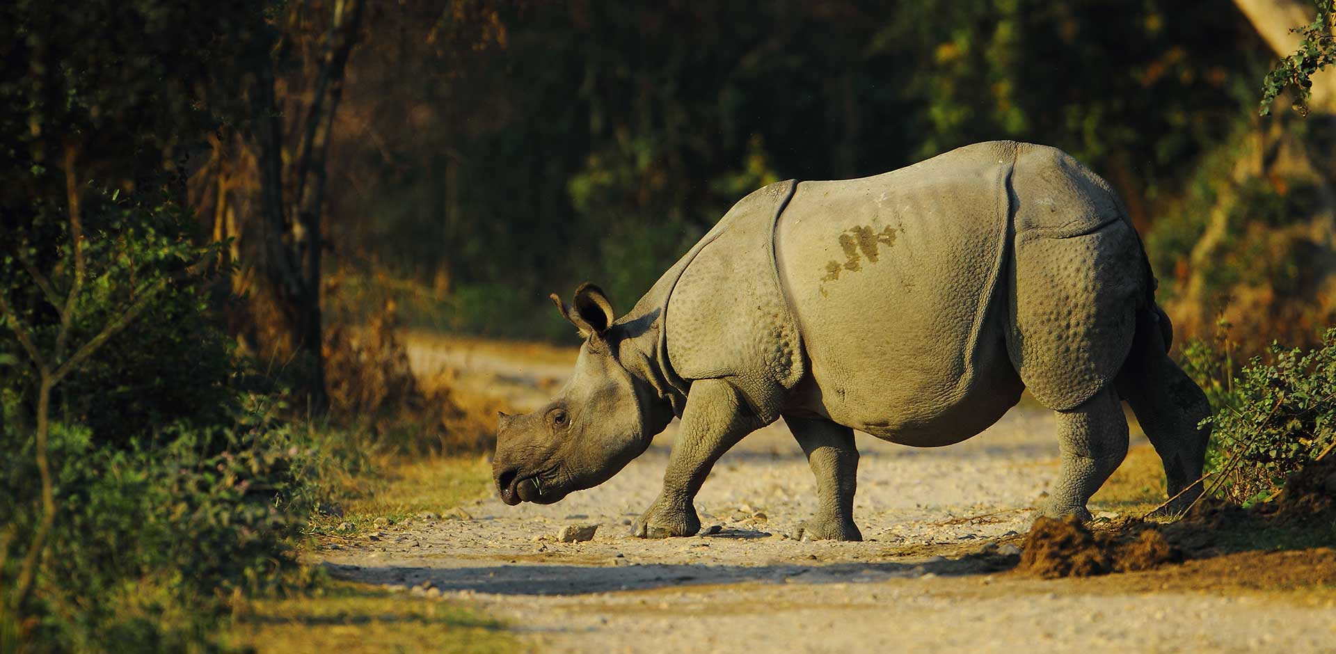 Kaziranga National Park