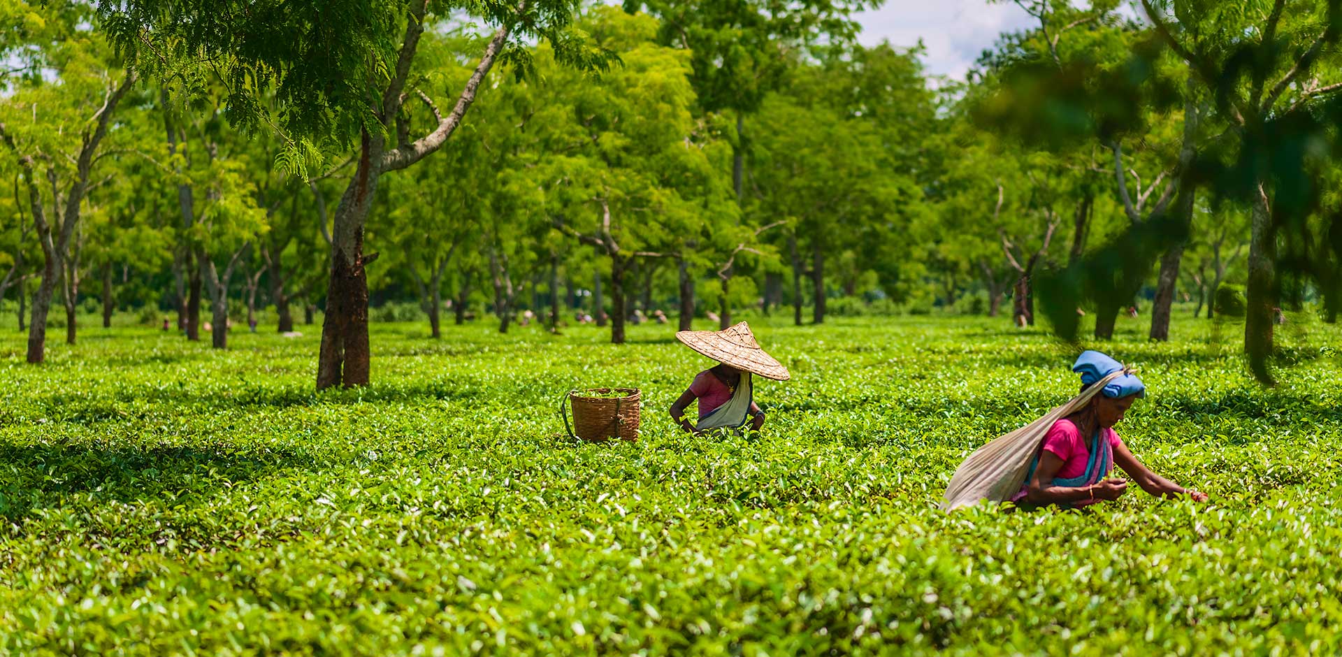 Jorhat