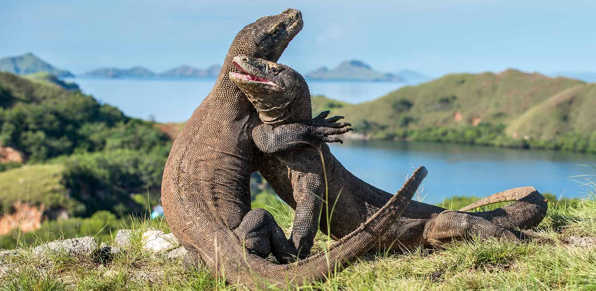 Finally met the majestic yet terrifying Komodo Dragons! Indonesia