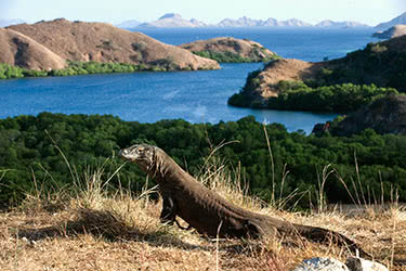 Remote Asia in 5 Countries by Private Jet