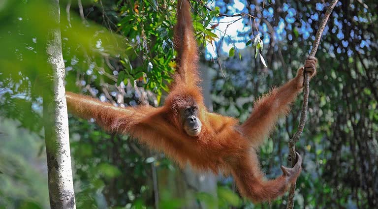 Exploring Sumatra's Exotic North