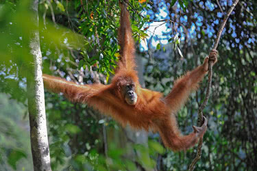 Exploring Sumatra's Exotic North
