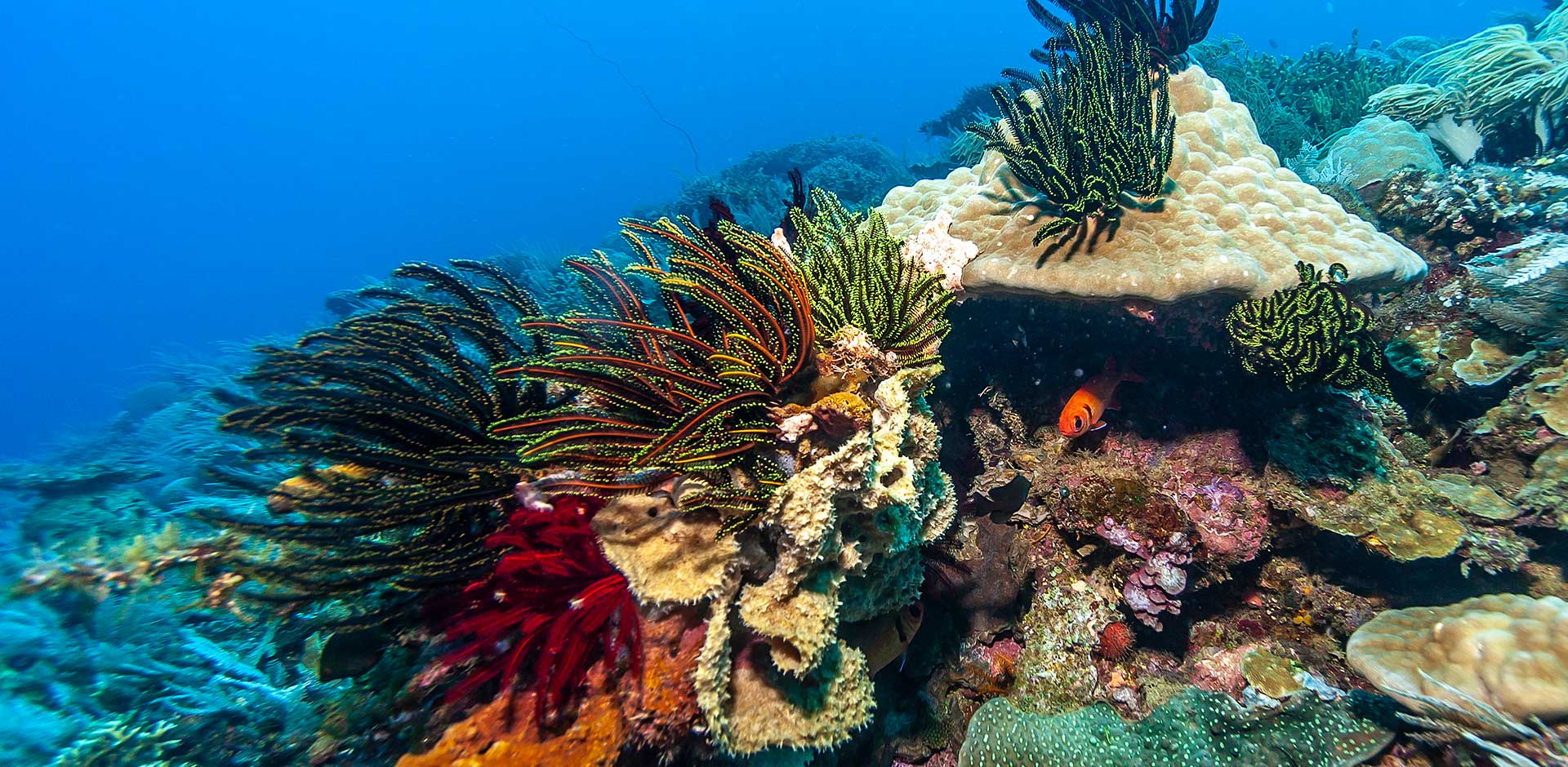 Lembeh