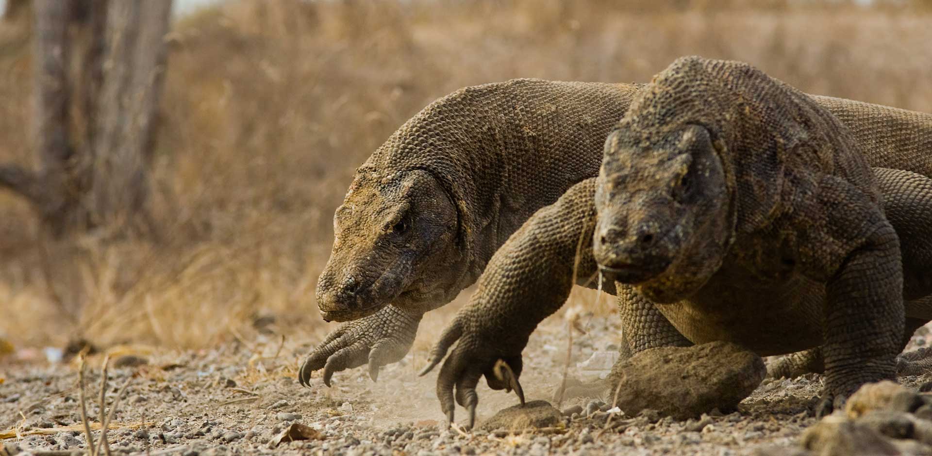 Komodo Island