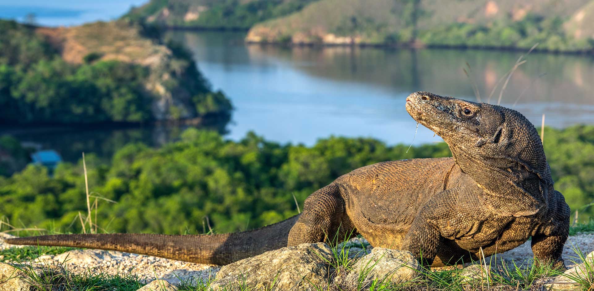 Komodo Island