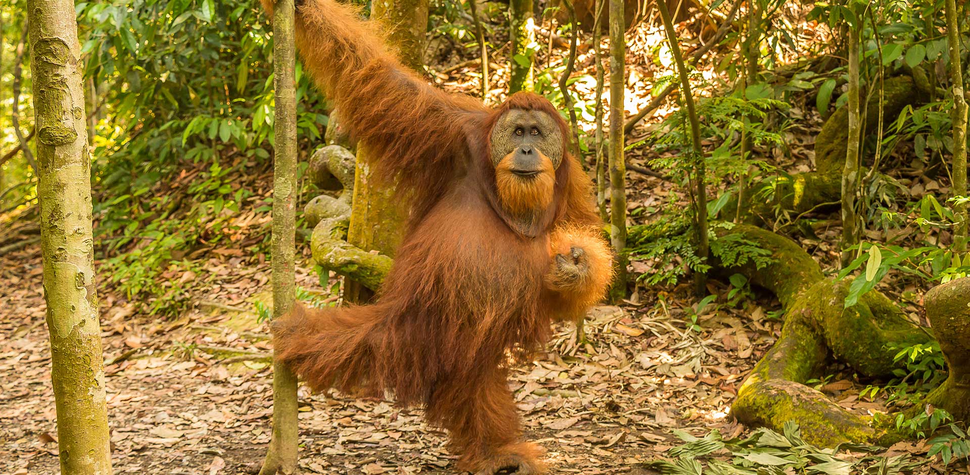 Gunung Leuser National Park