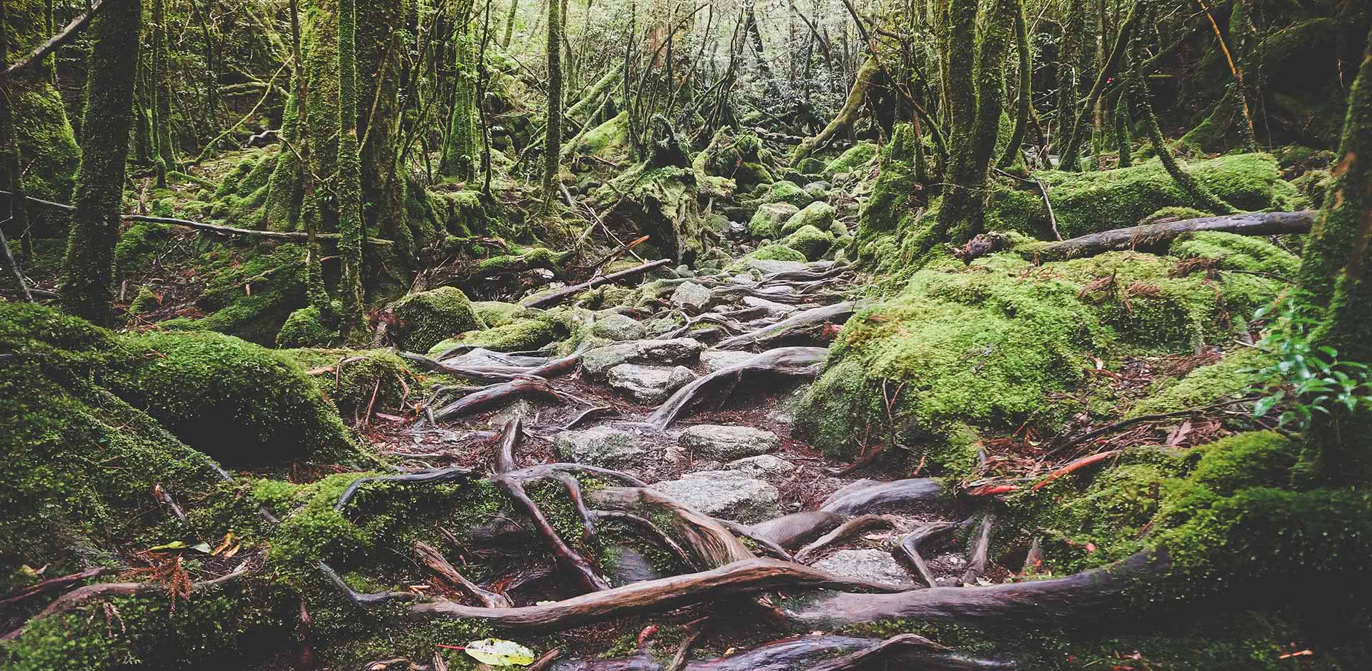 Yakushima Island