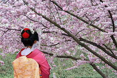 Land of Cherry Blossoms: Southern Japan Highlights