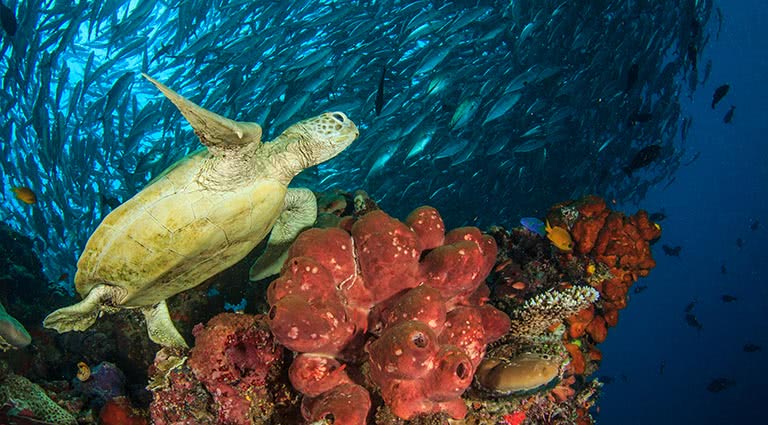 Diving Borneo's Aquatic Treasures: Sipadan & Mabul