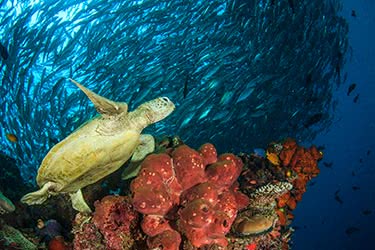 Diving Borneo's Aquatic Treasures: Sipadan & Mabul
