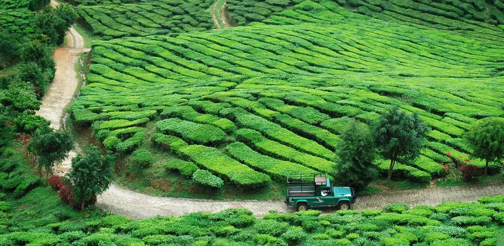 Cameron Highlands