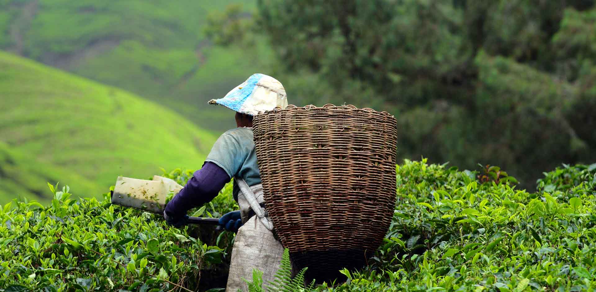 Cameron Highlands