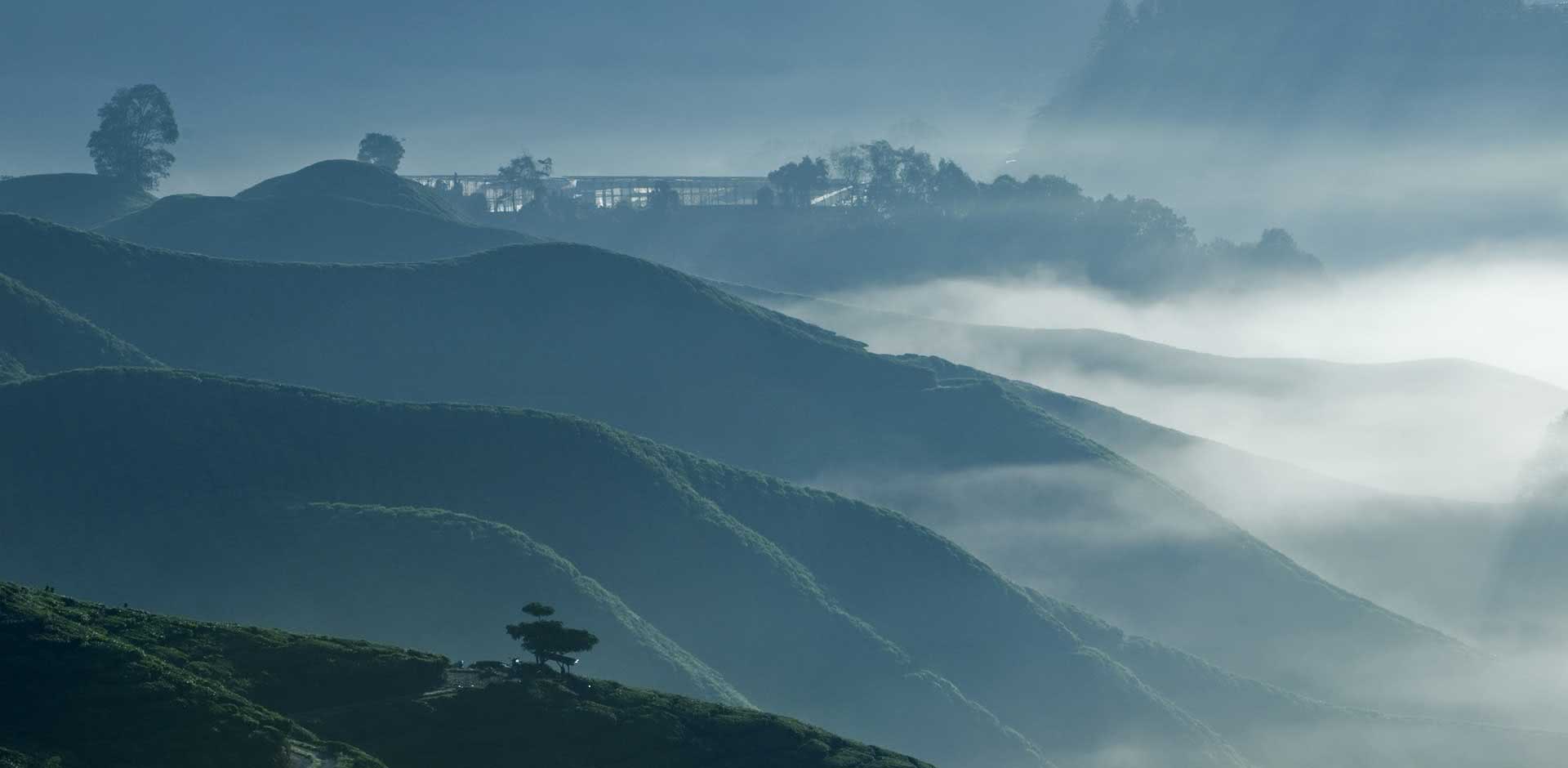 Cameron Highlands