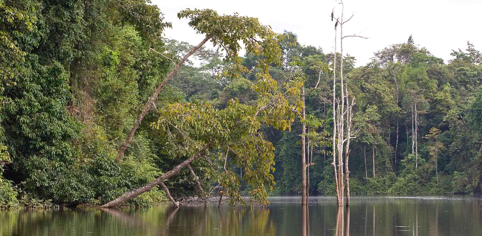 Kinabatangan River