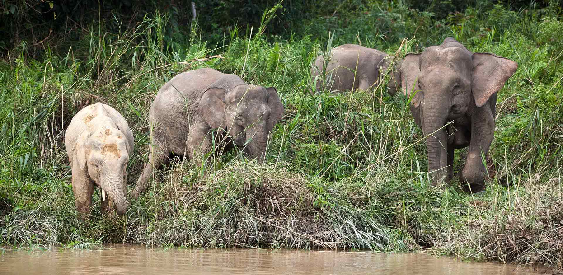 Kinabatangan River