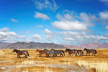 Hustai: A Glimpse of Mongolia's Past