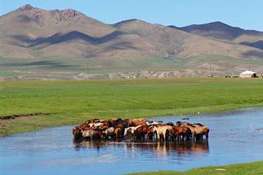 Wild Horses: Faraway Mongolia