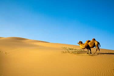 Mongolia: Gobi and Grasslands