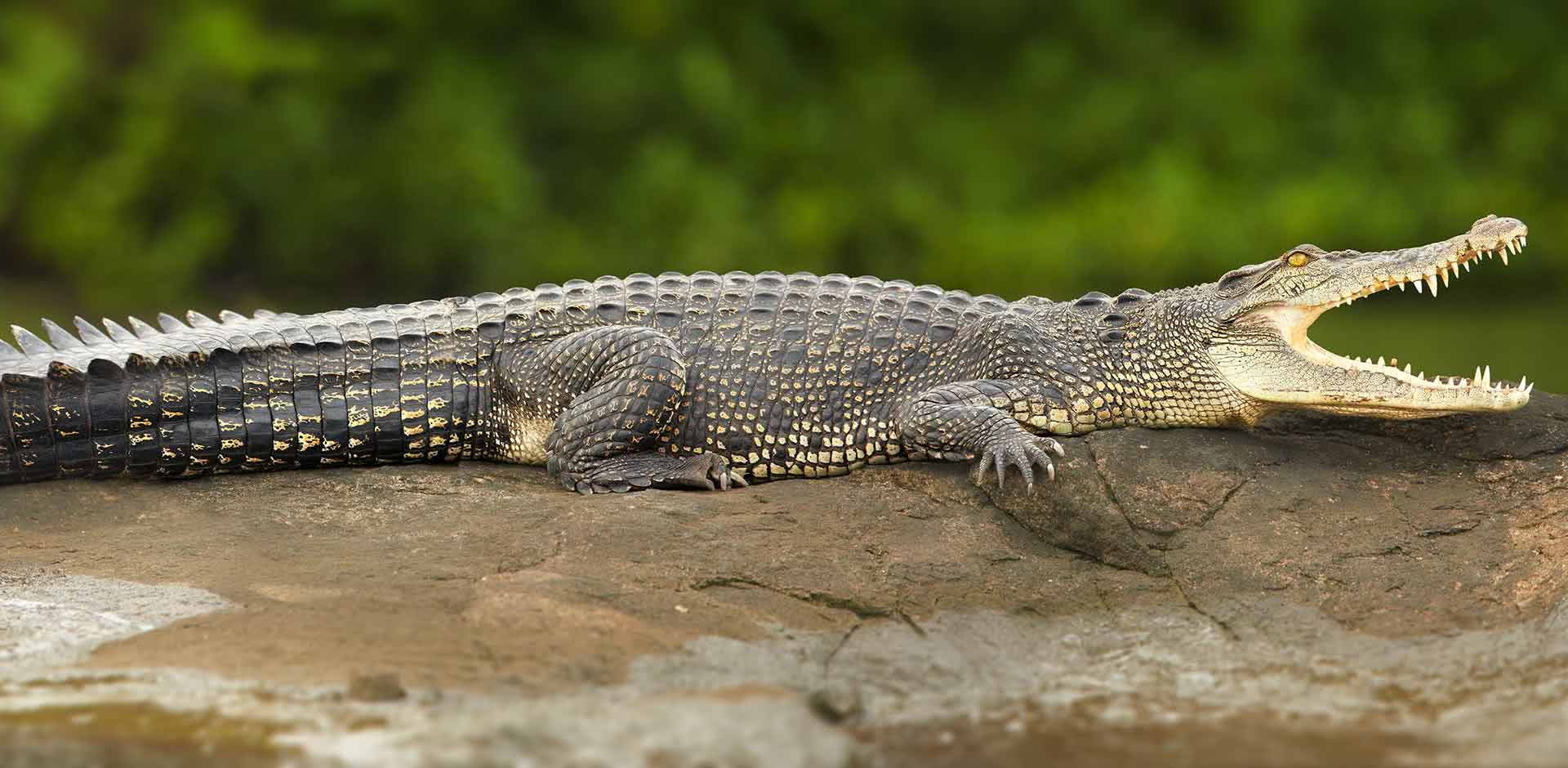 Bardia National Park