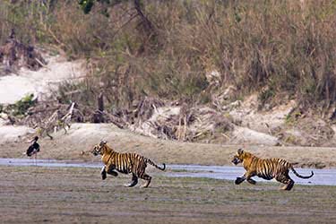 Tigers &amp; Temples: Nepal&#039;s Nature and Traditions