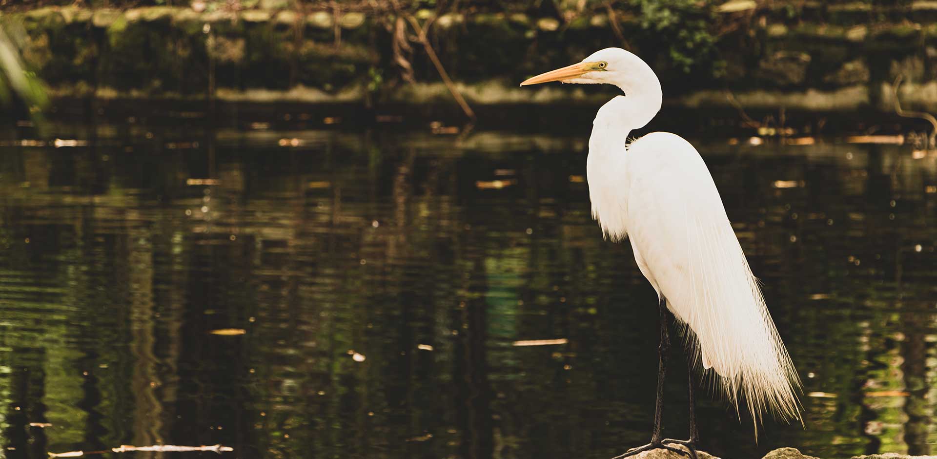 Koshi Tappu Wildlife Reserve