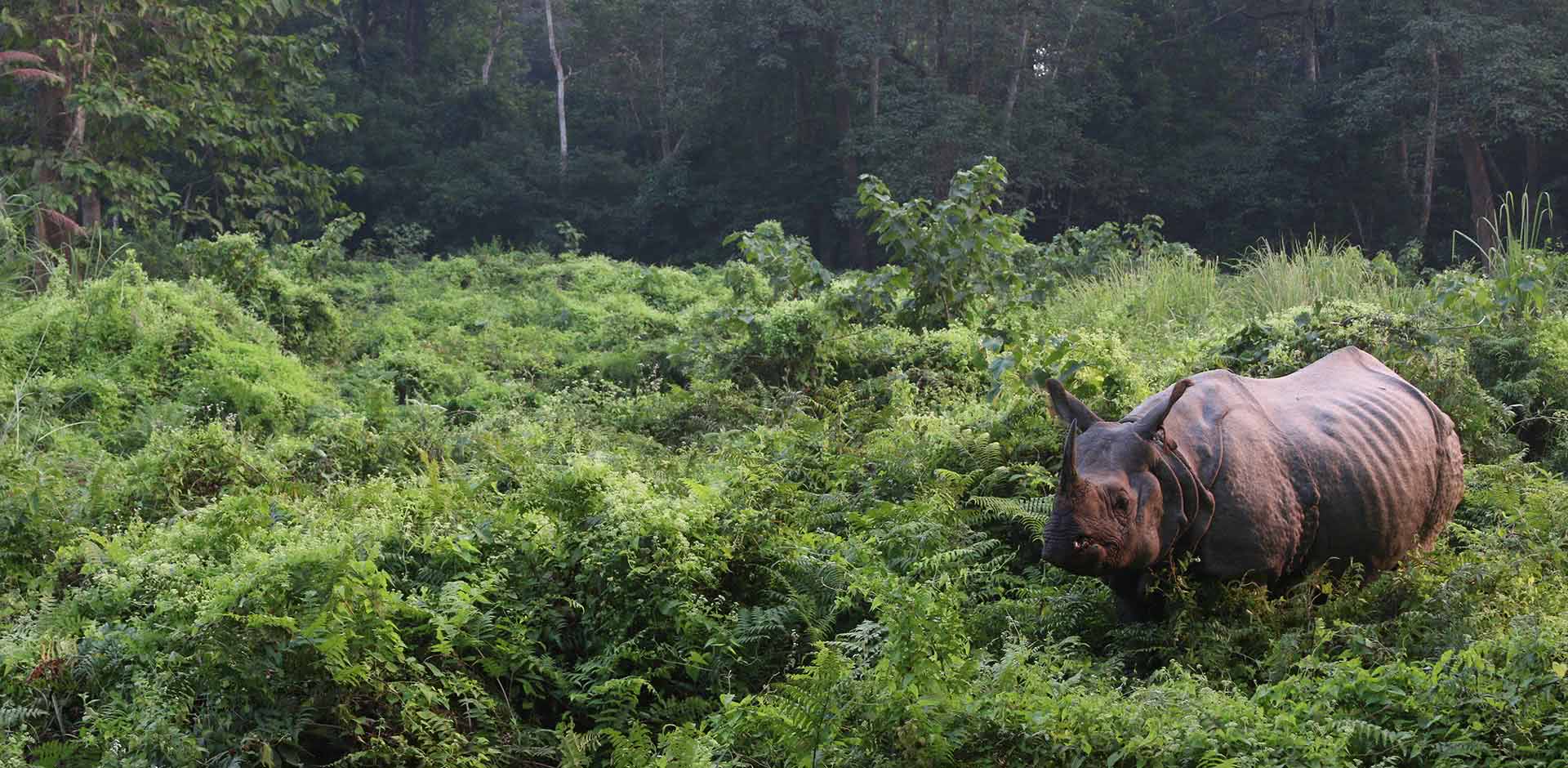 Chitwan National Park