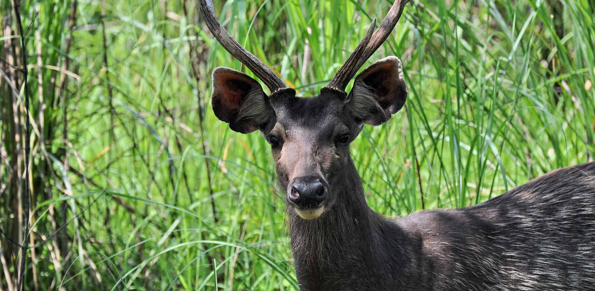 Chitwan National Park