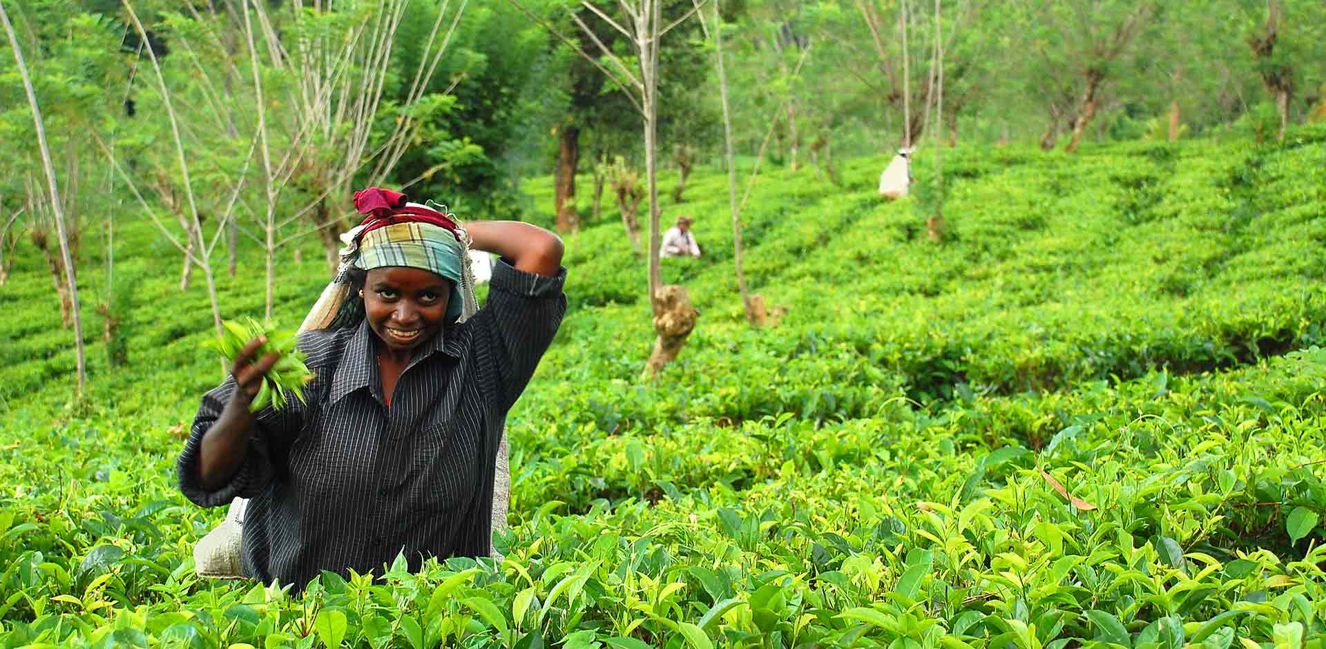 Nuwara Eliya