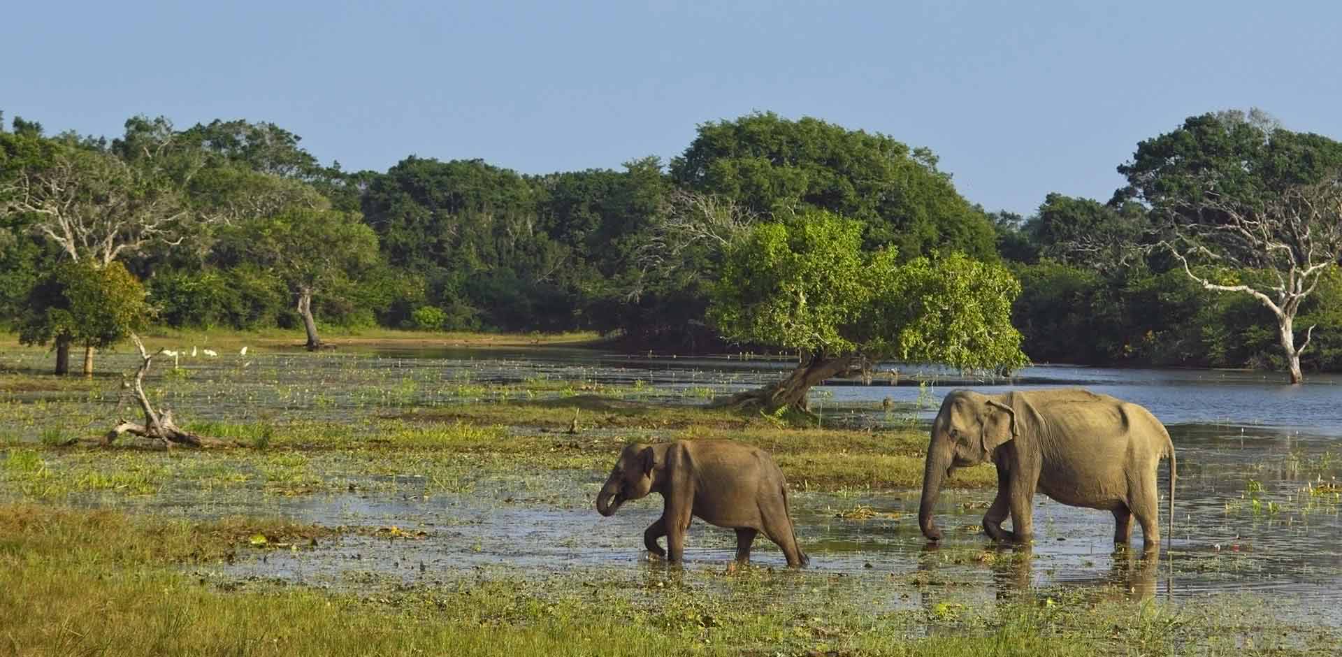 Yala National Park