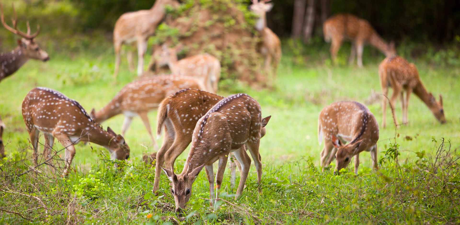 Yala National Park