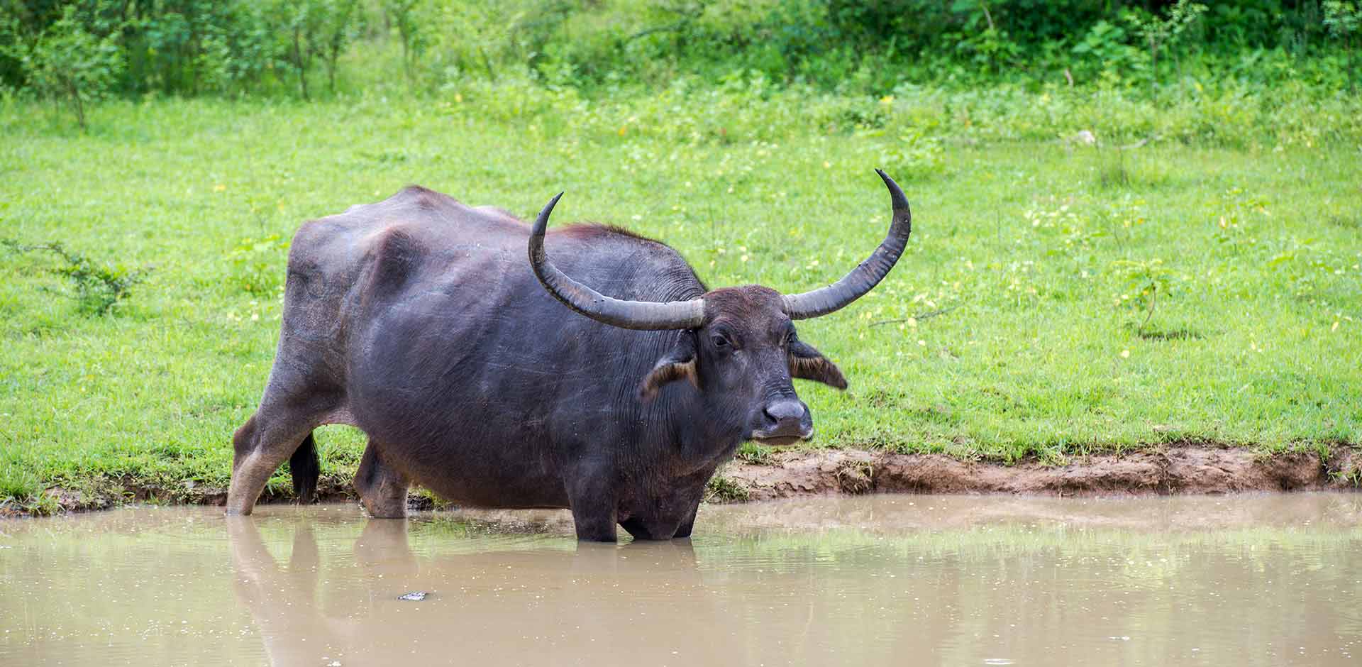 Yala National Park